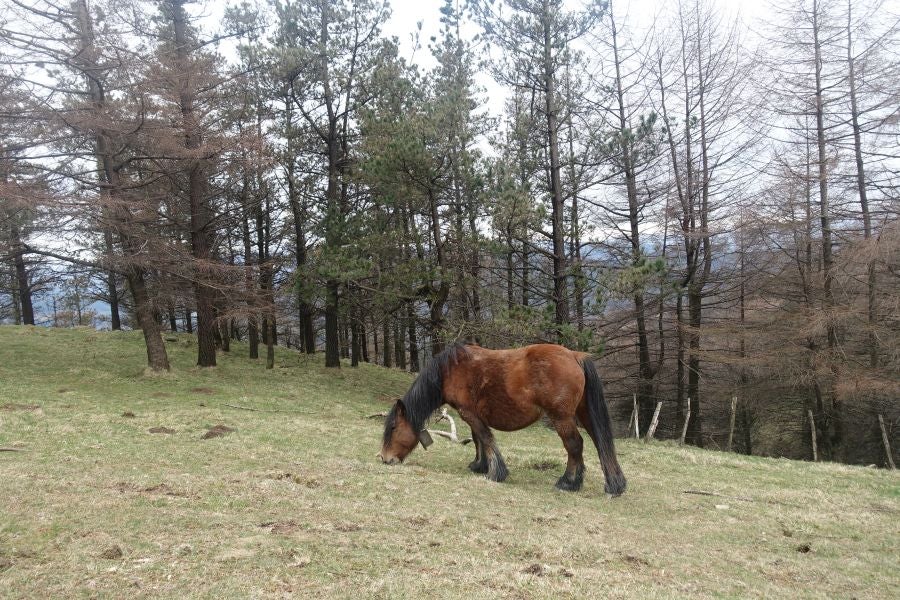 Bajo el manto blanco que ha cubierto esta semana el macizo de Aizkorri se encuentra, Zumarraga y los pueblos que se encuentran en el valle de Urola. 