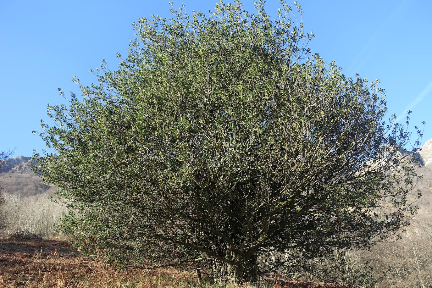 Fotos: Hirumugarrieta, dura subida con premio