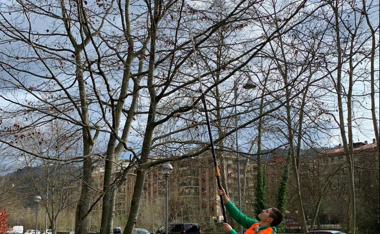 Un voluntario de Protección Civil coloca una trampa en el parque de Oreja.