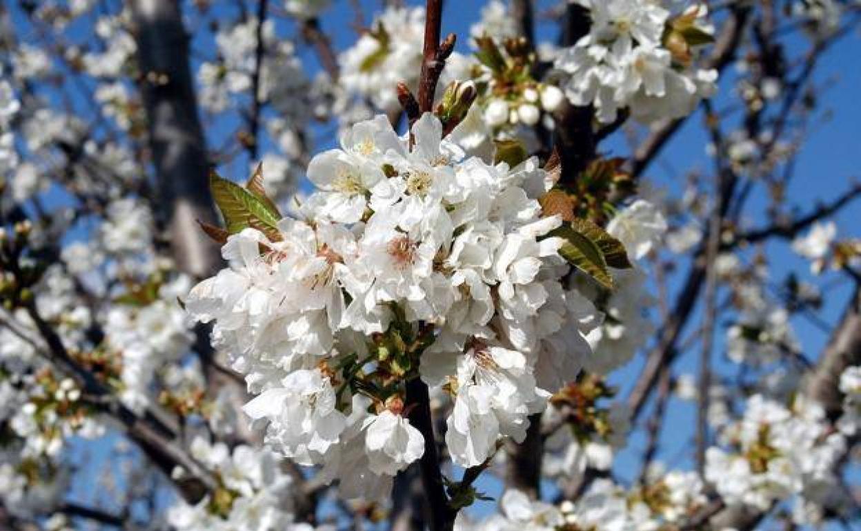 Esta semana está previsto que los cerezos del Valle del Jerte florezcan. 