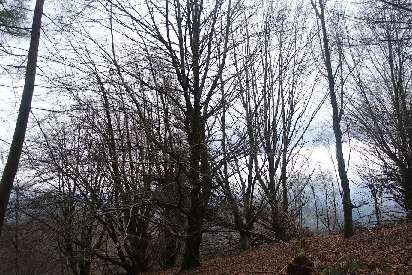 Fotos: Intxur, por el antiguo castro de Tolosaldea