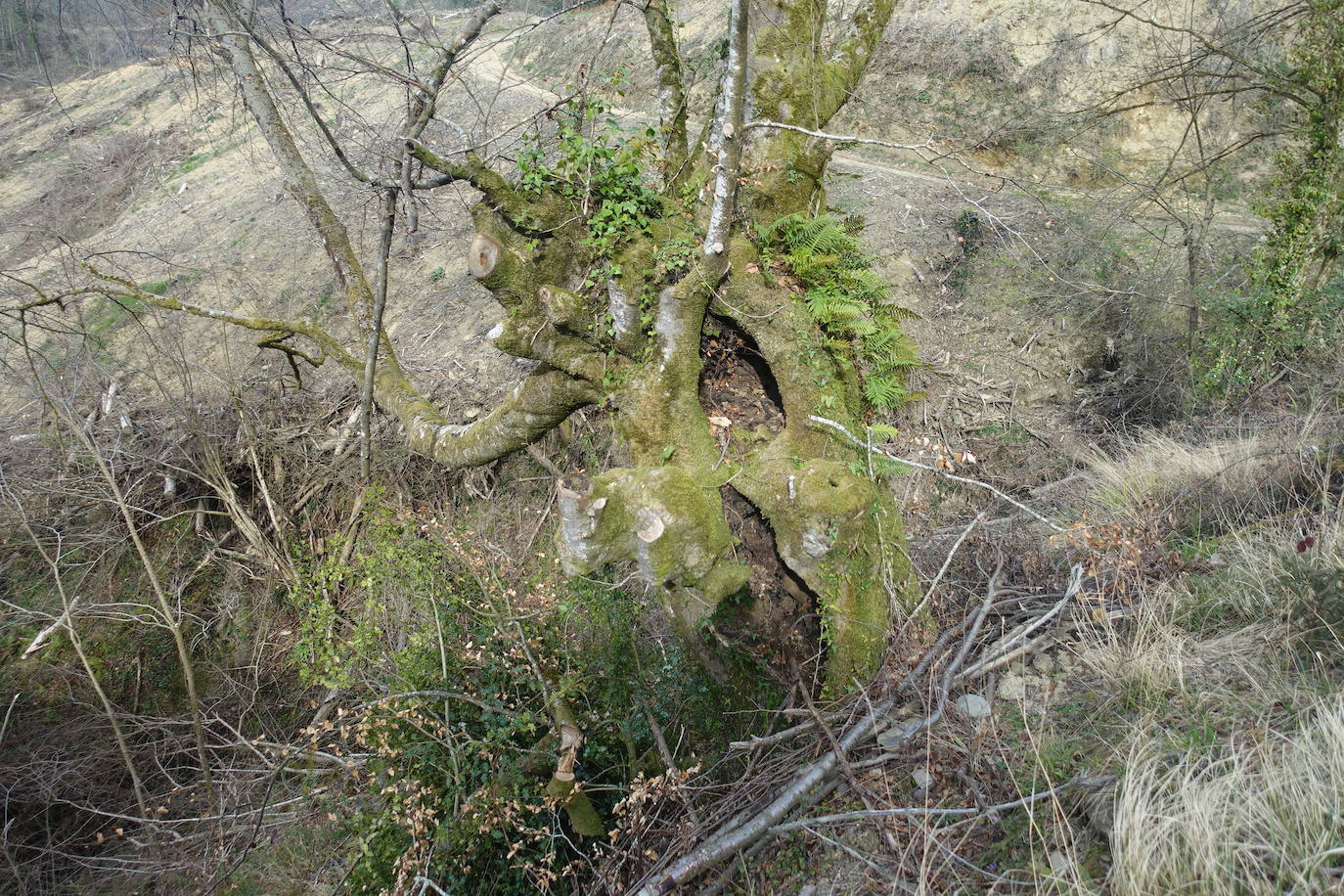 Fotos: Intxur, por el antiguo castro de Tolosaldea