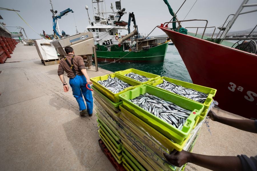 Fotos: La flota vuelve a la mar