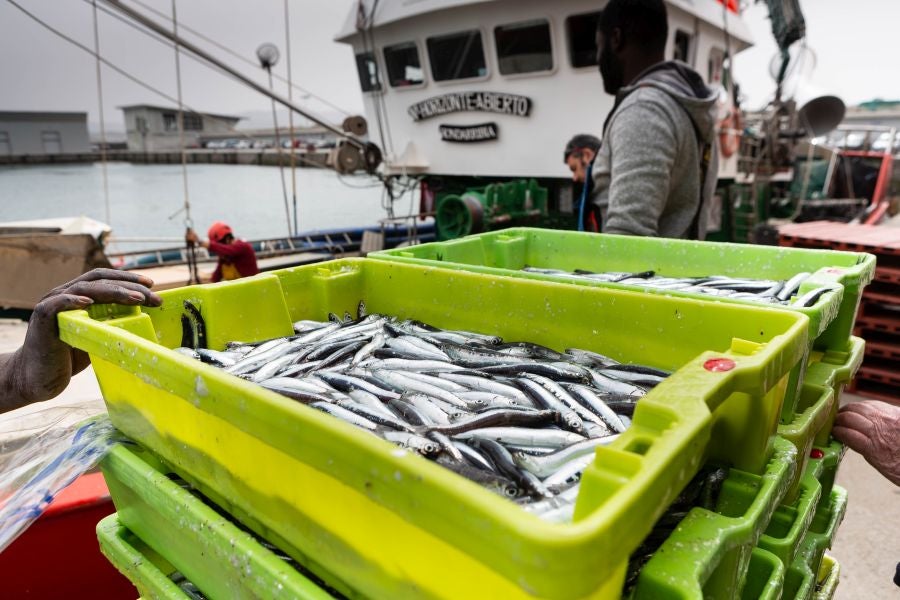 Fotos: La flota vuelve a la mar