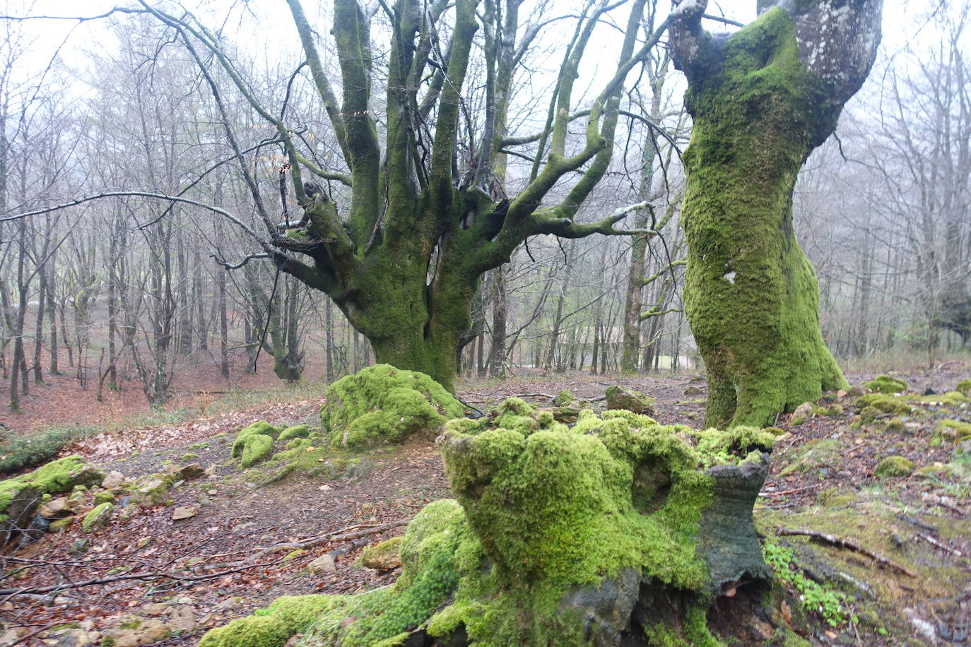 Fotos: Urepel, el señor de las mugas por siglos