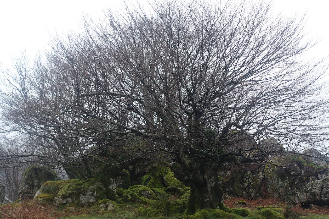 Fotos: Urepel, el señor de las mugas por siglos