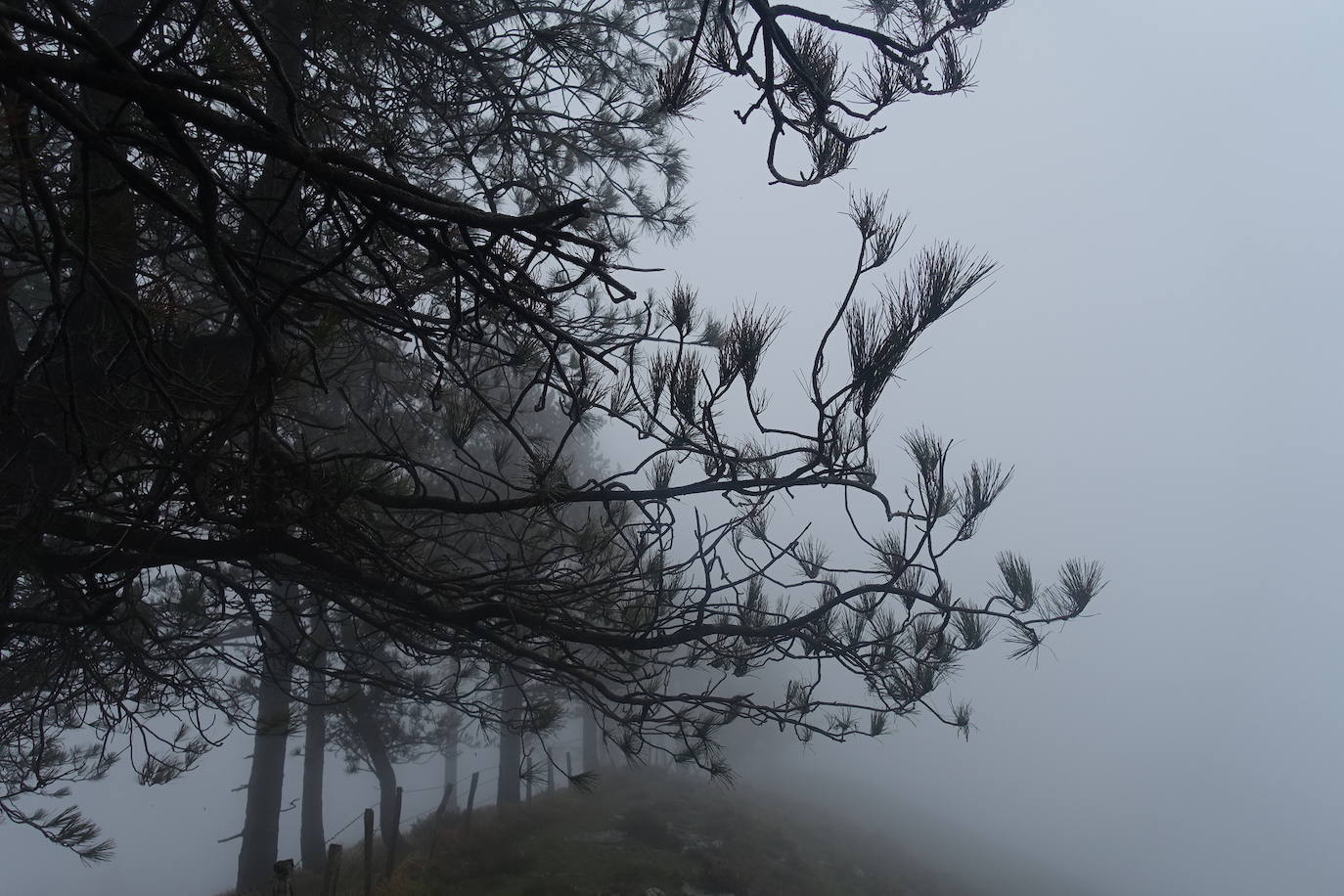 Fotos: Urepel, el señor de las mugas por siglos