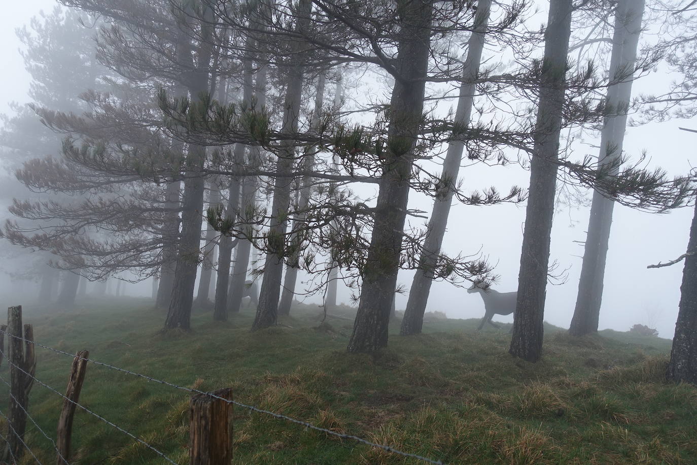 Fotos: Urepel, el señor de las mugas por siglos