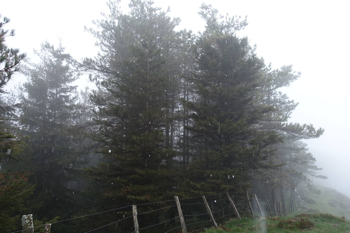 Fotos: Urepel, el señor de las mugas por siglos