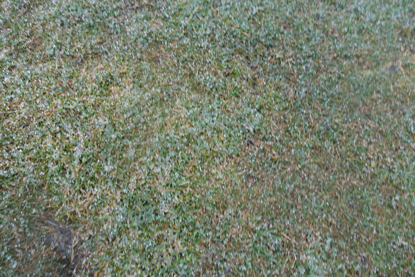 Fotos: Urepel, el señor de las mugas por siglos