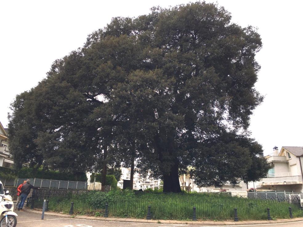 50.000 árboles llamados a revisión