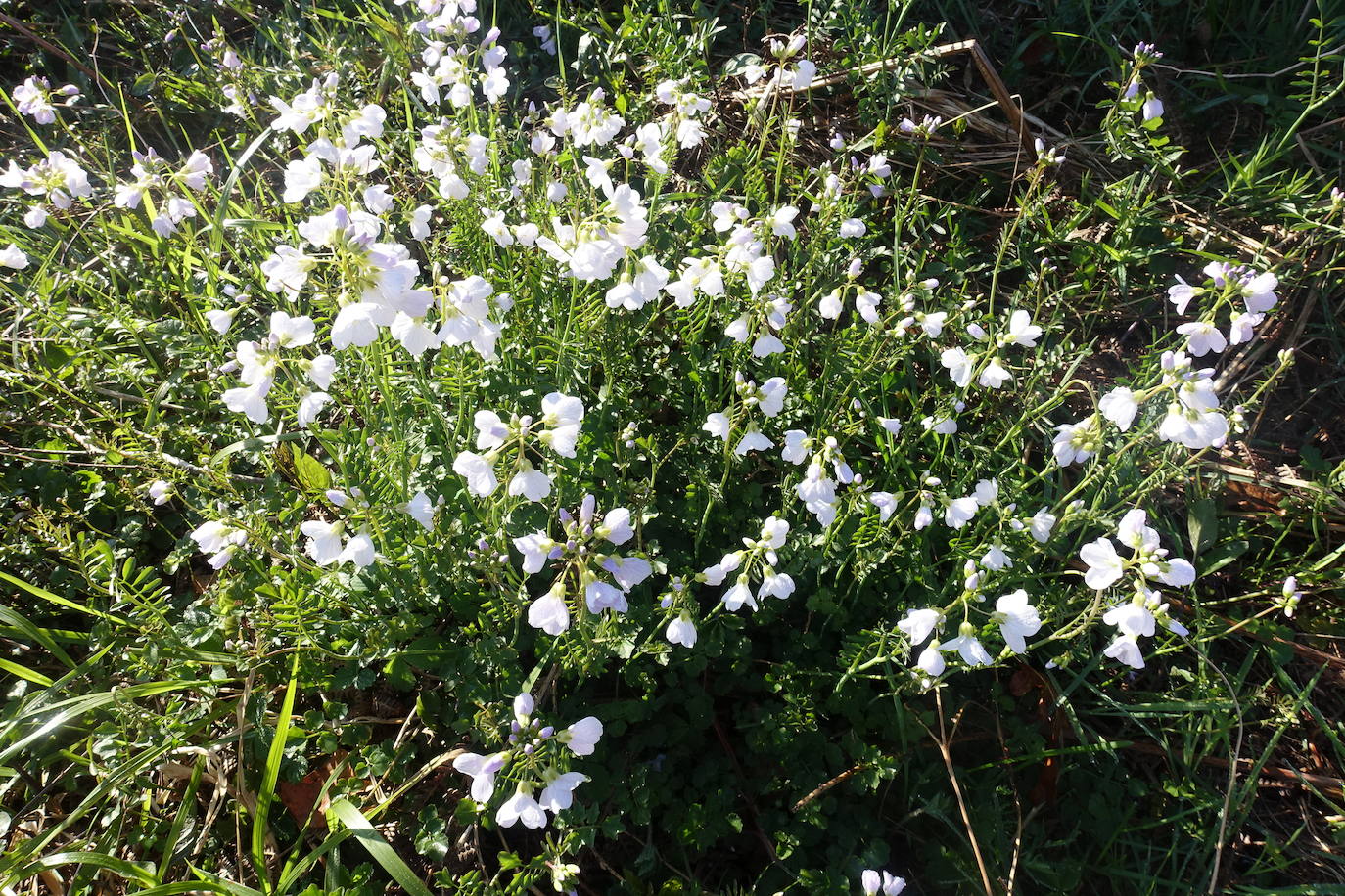 Fotos: Mulisko gaina. La magia materializada