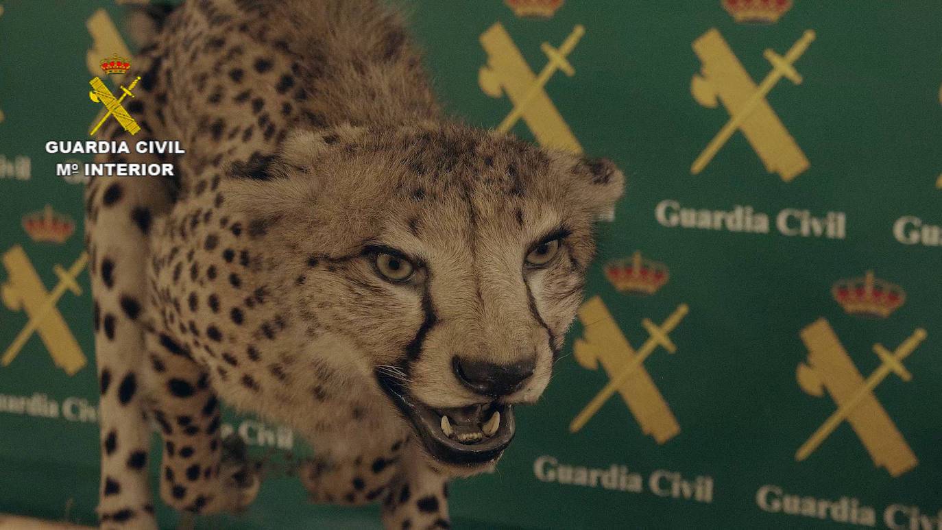 Los 1.090 ejemplares intervenidos, 405 de ellos de especies protegidas, están valorados en más de 30 millones de euros