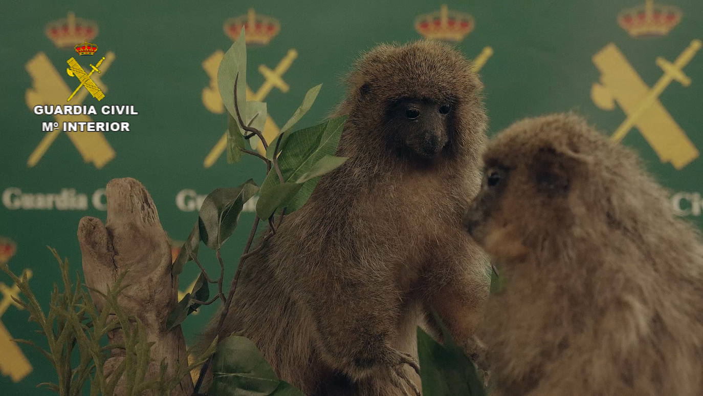 Los 1.090 ejemplares intervenidos, 405 de ellos de especies protegidas, están valorados en más de 30 millones de euros