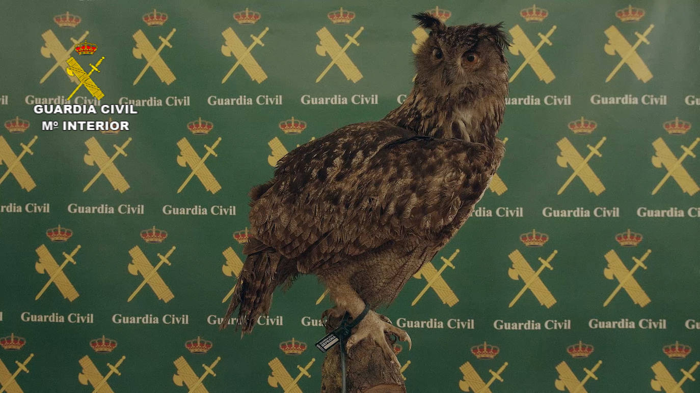 Los 1.090 ejemplares intervenidos, 405 de ellos de especies protegidas, están valorados en más de 30 millones de euros