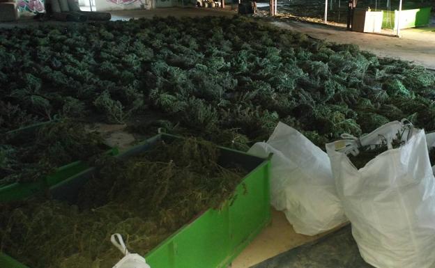 Imágenes de la incautación de plantas de marihuana. 