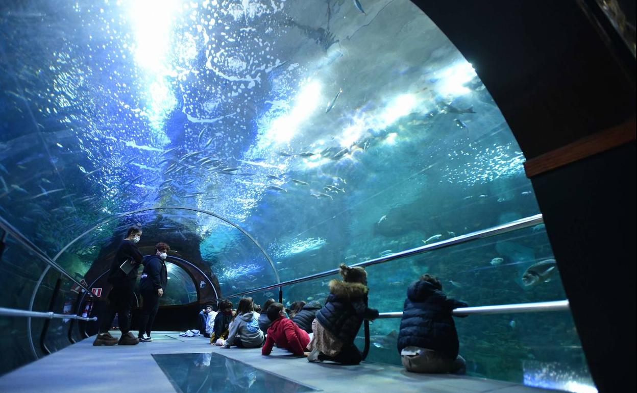 Grupo de escolares en el túnel del Aquarium, durante una de las visitas guiadas. 