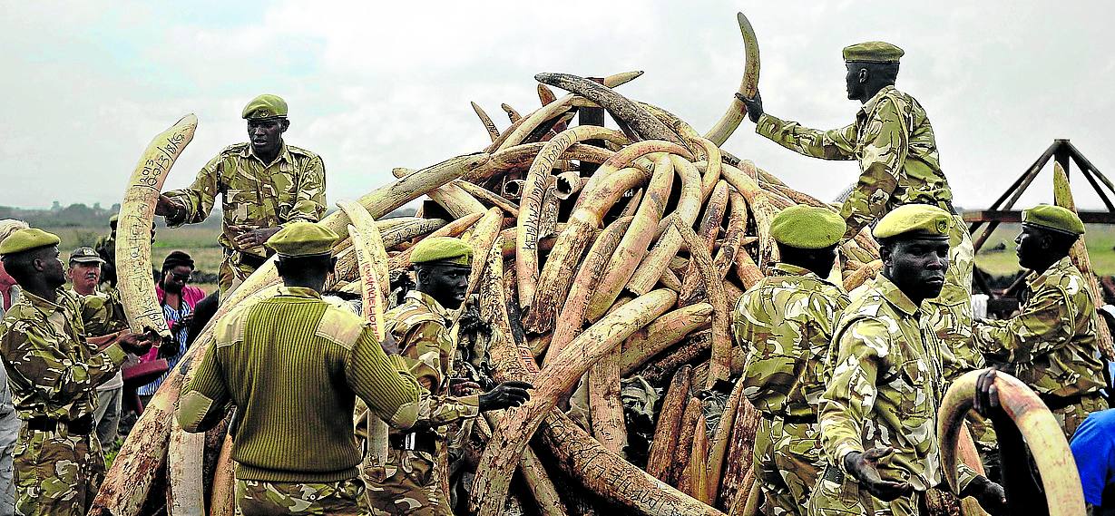 Rangers de Kenia apilan para su destrucción colmillos de marfil incautados a los furtivos.