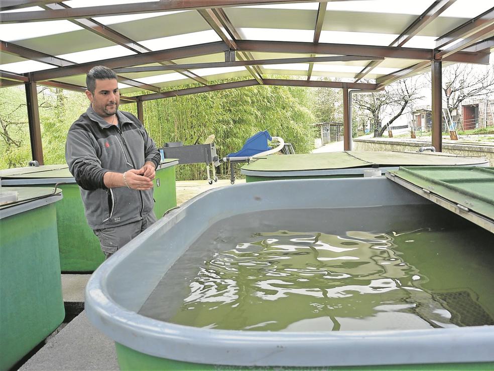 Eduardo Salaberri alimenta a los salmones en una de las piscinas del centro de Oronoz Mugairi..