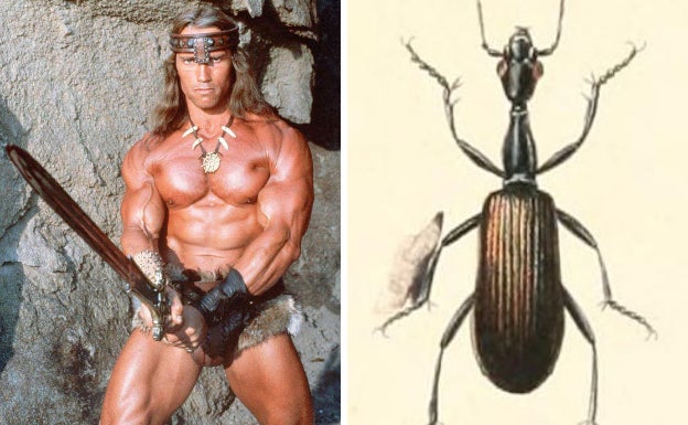 Agra schwarzeneggeri es una especie de escarabajo carábido que lleva el nombre del actor Arnold Schwarzenegger. Hace referencia a la parte central del fémur, que está desarrollado de manera significativa en los machos de esta especie, por lo que se asemeja a los marcados músculos del actor.