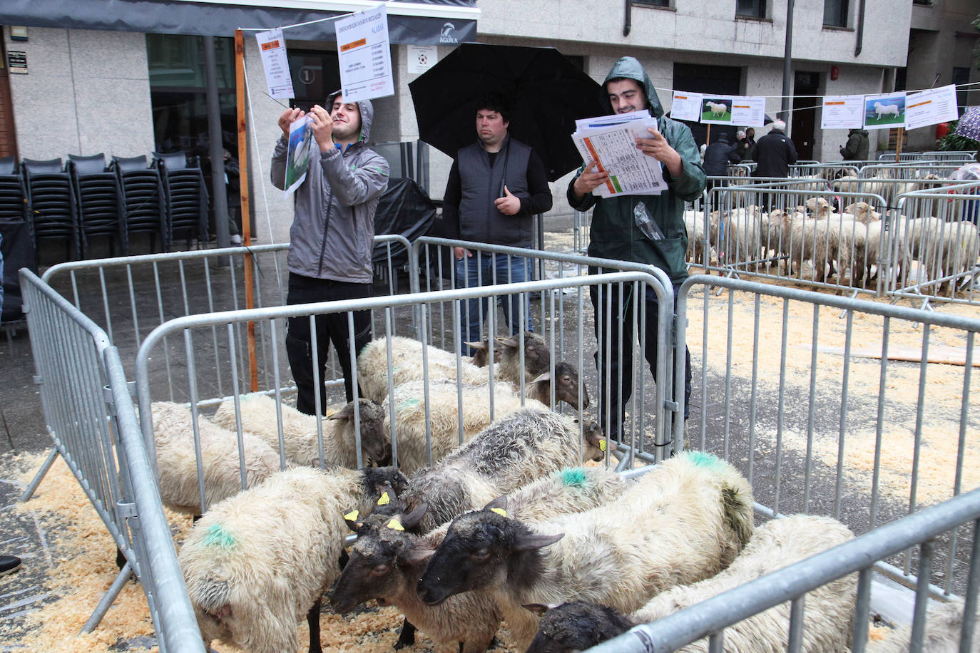 Fotos: Las mejores imágenes del Artzain eguna