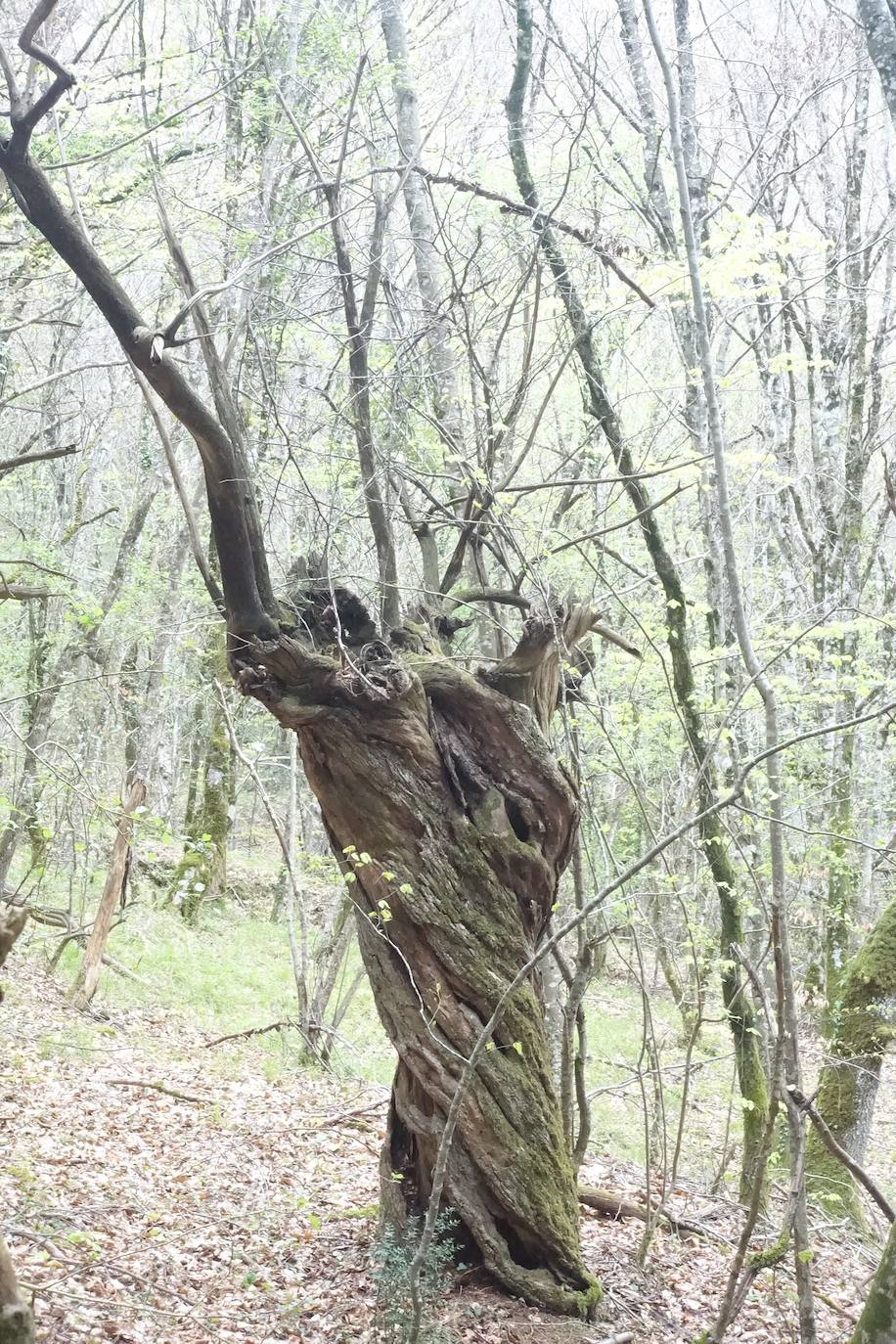 Fotos: Aitxita. La fortaleza de las Dos Hermanas