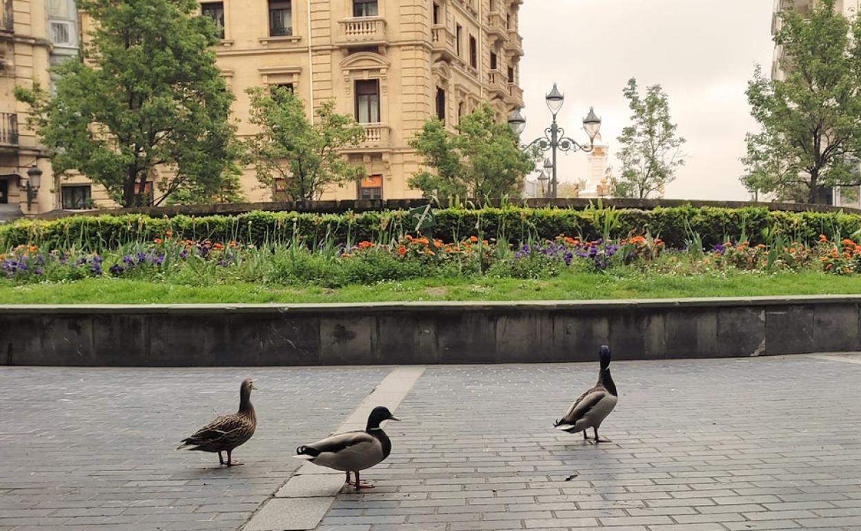 Los tres patos aventureros ayer por la tarde en la plaza Bilbao.