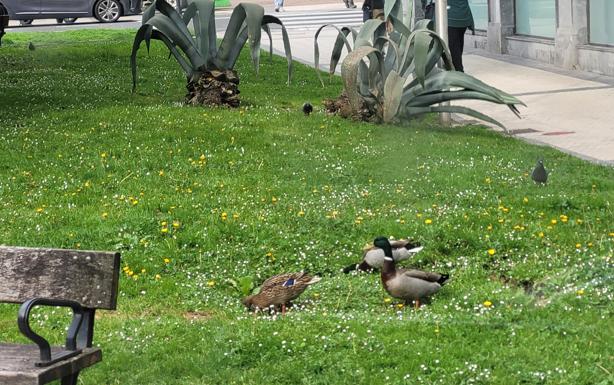 Los tres patos hace unos días en la plaza Centenario. 