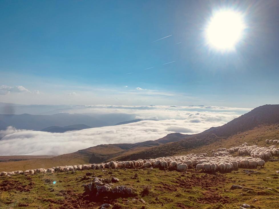 El rebaño de los Urkiola-Zubillaga se alimenta en los pastos de Enirio-Aralar.