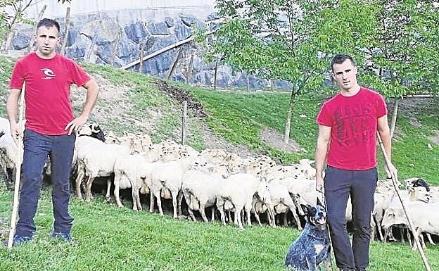 Beñat Urkiola, a la derecha de la imagen, con su hermano Jon y las ovejas que suben desde Ezkio-Itsaso.