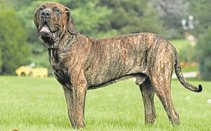 Fila Brasileiro