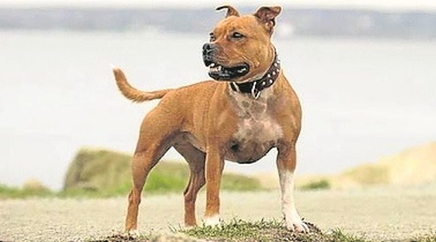 Staffordshire Bull Terrier