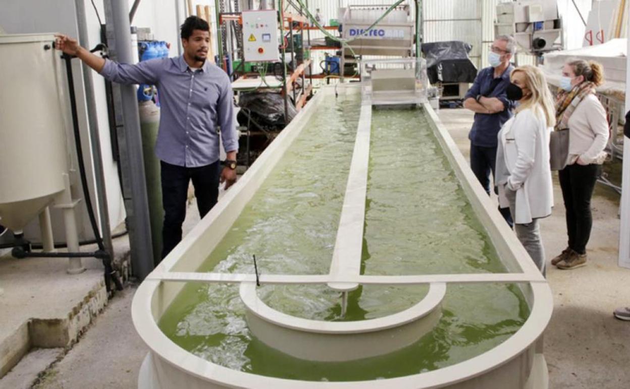 Imagen de la bañera donde se sultivan las microalgas en lo que llaman un 'sistema abierto', más natural.