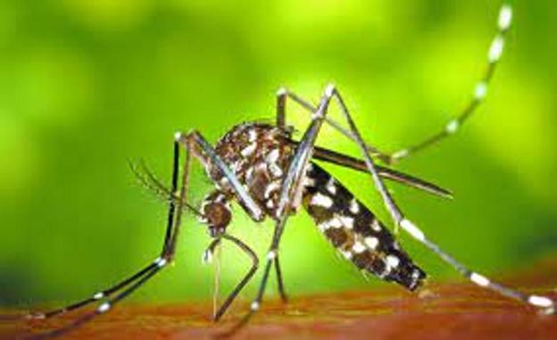 Gipuzkoa ultima medidas para prevenir la propagación del mosquito tigre