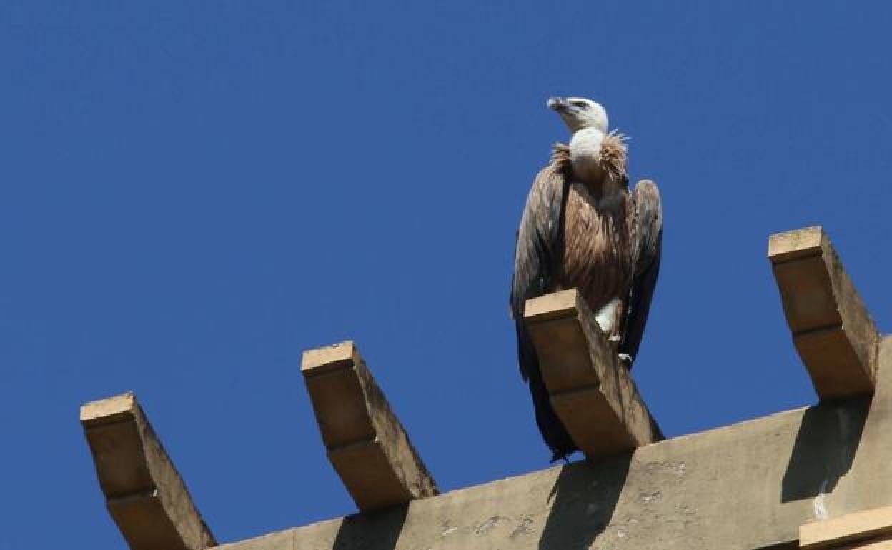 Gripe aviar en Gipuzkoa: «Es ya una enfermedad animal endémica; debemos habituarnos a convivir con ella»