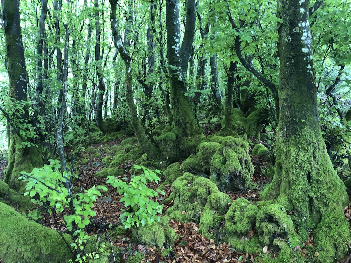 Fotos: Irukurutzeta, envuelta en un manto blanco