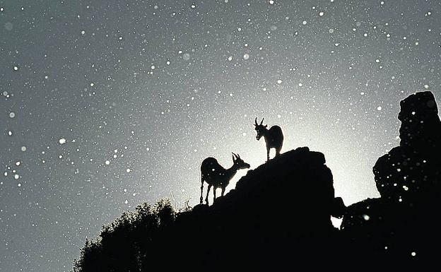 Originalidad. A finales de mayo, cuando los frutos y semillas del chopo están en su máxima dispersión en Calamocha (Teruel), es el momento ideal para lograr este efecto. «A contraluz parecen estrellas». 