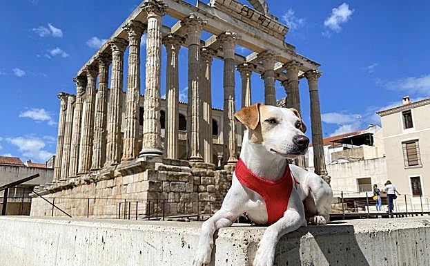 Imagen principal - Pipper en Mérida y con su dueño, Pablo Muñoz Gabilondo. En otra imagen, la portada del libro 'España con perro. 200 planes con tu mejor amigo'.