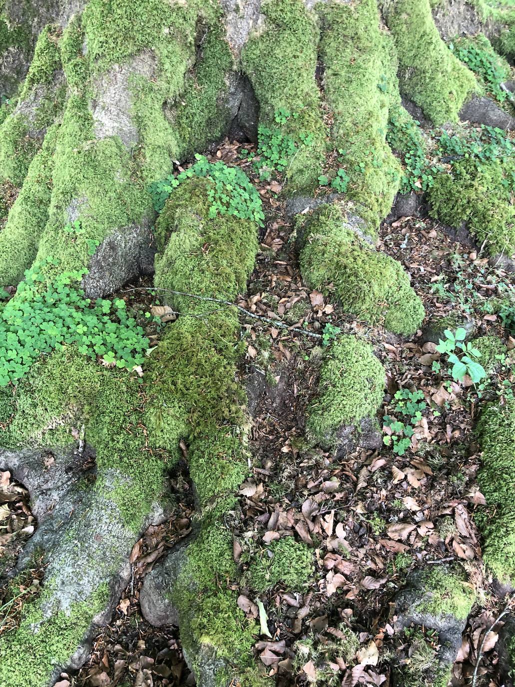 Fotos: Korrenegieta, el poder del viento