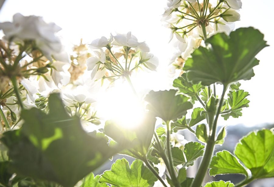 Fotos: Calor desde primera hora de la mañan