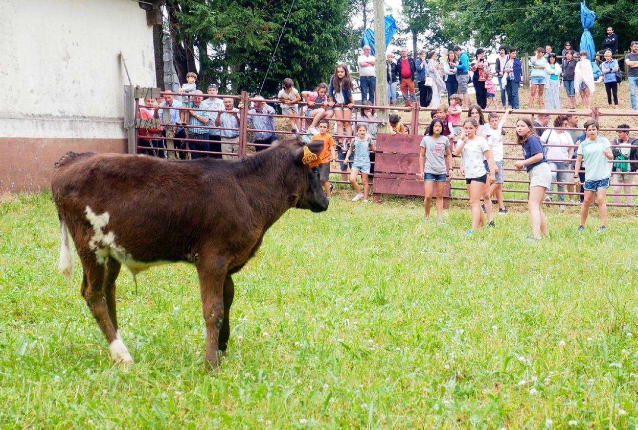Los toritos de Ruso contarán con un especial protagonismo en las fiestas de San Pedro. 