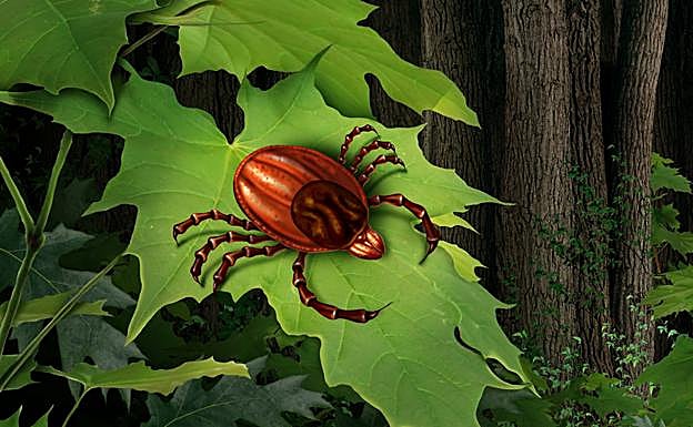 ¡Mucho cuidado con la picadura de las garrapatas!