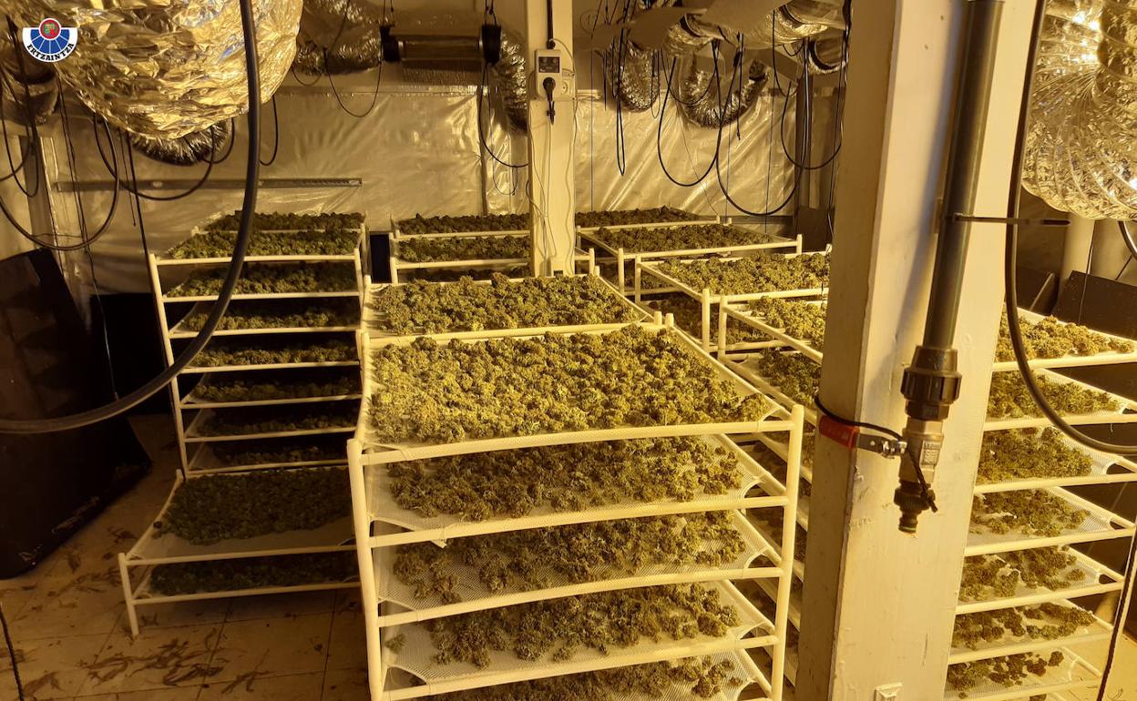 Parte de la marihuana hallada en el pabellón.