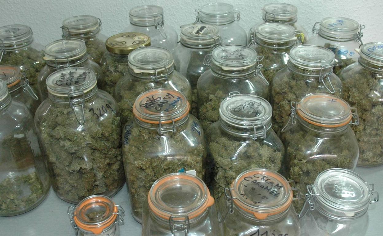 Cogollos de marihuana intervenidos en la operación.