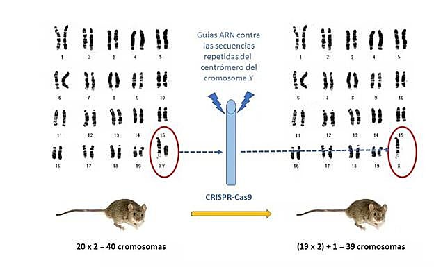 Experimento llevado a cabo por Sano et al., publicado en Science (2022) para eliminar el cromosoma Y en ratones mediante la tecnología CRISPR-Cas9, dirigiendo las guías ARN a las secuencias repetidas del centrómero. 