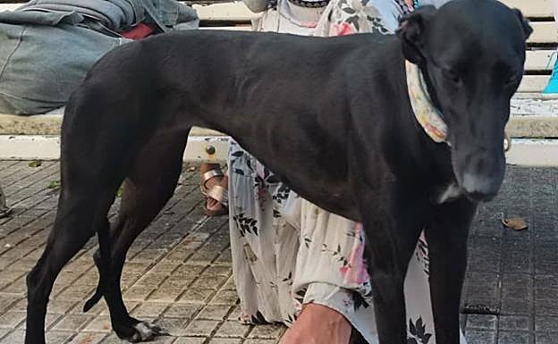 Desapareció el 12 de julio en las inmedaciones del polideportivo Pío Baroja. 