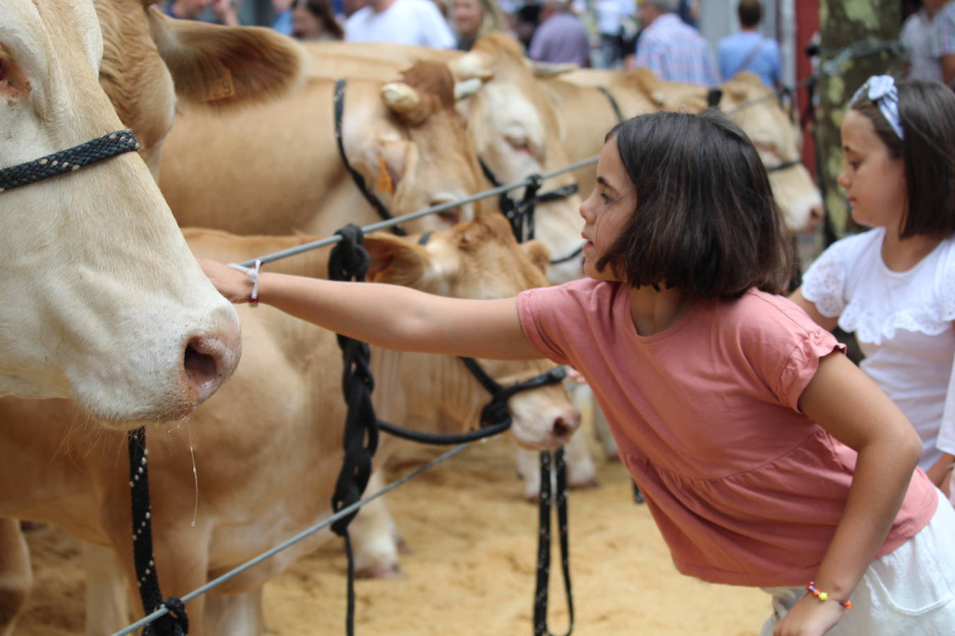Fotos: Gogoz ozpatu dute azpeitiarrek Santio Eguna eta jada saninazioren zain daude