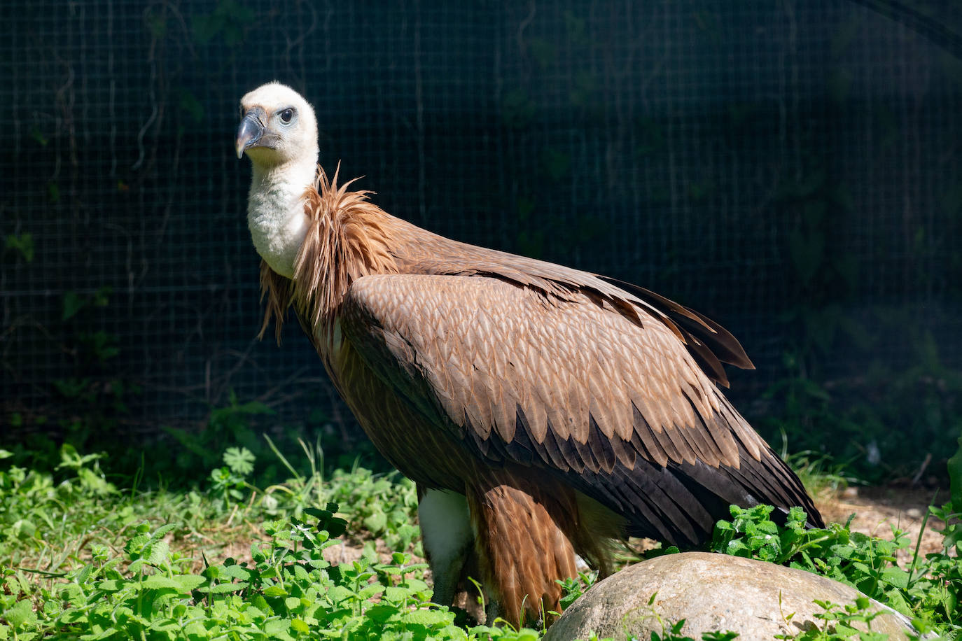 Fotos: Las aves del nuevo centro de recuperación Basabizi