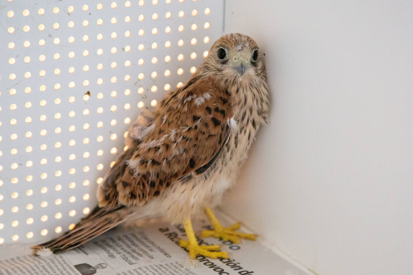 Fotos: Las aves del nuevo centro de recuperación Basabizi