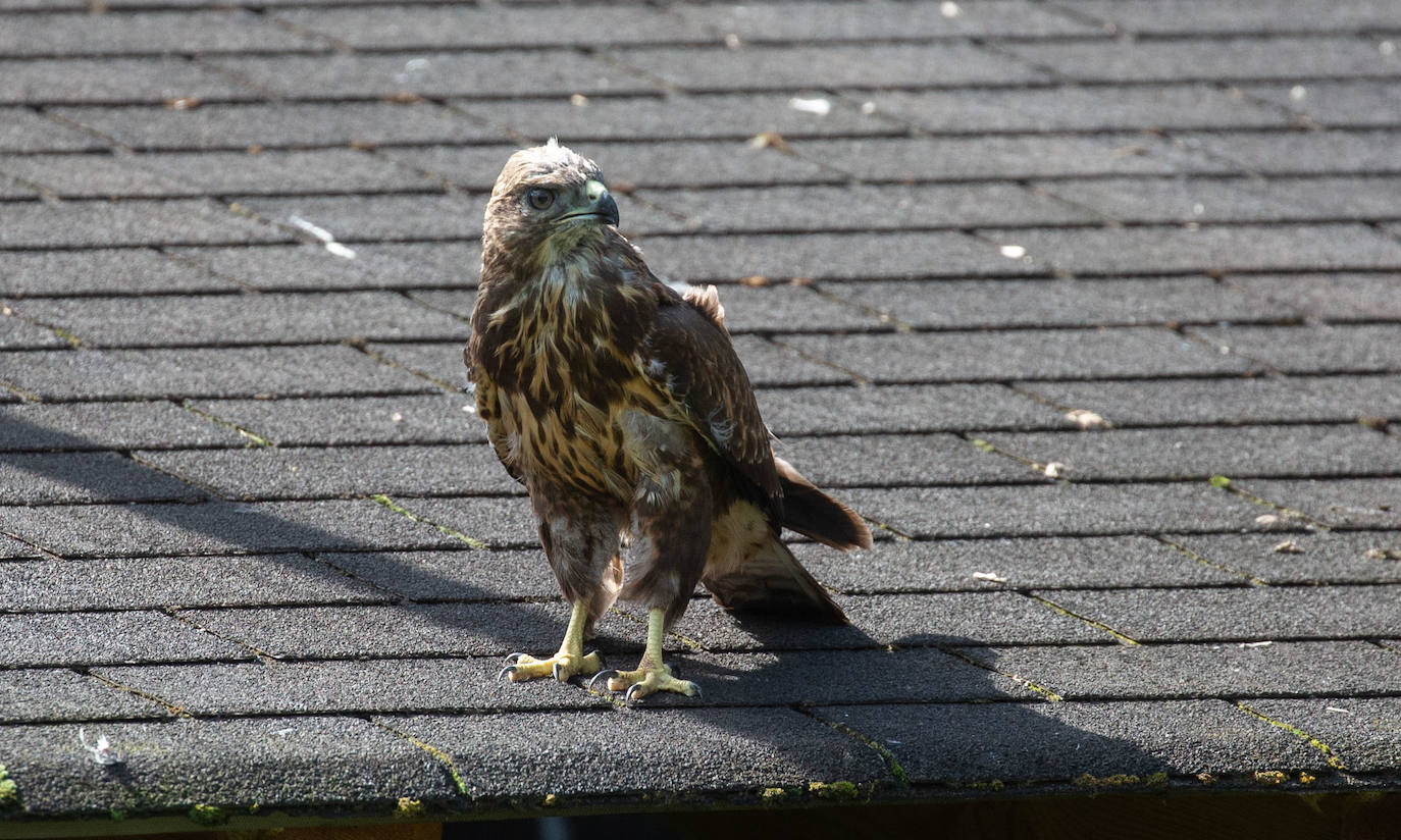 Fotos: Las aves del nuevo centro de recuperación Basabizi